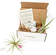 2 (Two) Easy-Care Air Plants (Tillandsia) Delivered Monthly|The Starter Air Plant Subscription Box By The Air 