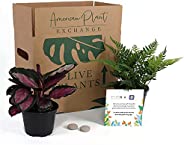 American Plant Exchange Endless Foliage Box, Live Houseplants, Care and Feeding Subscription Box, Small