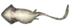 Diplocaulus Underside (Updated).png