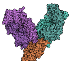 Tixagevimab-cilgavimab binding SARS-CoV-2 spike protein 7L7E.png