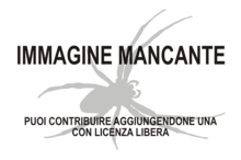 Immagine di Zelotes ibayensis mancante