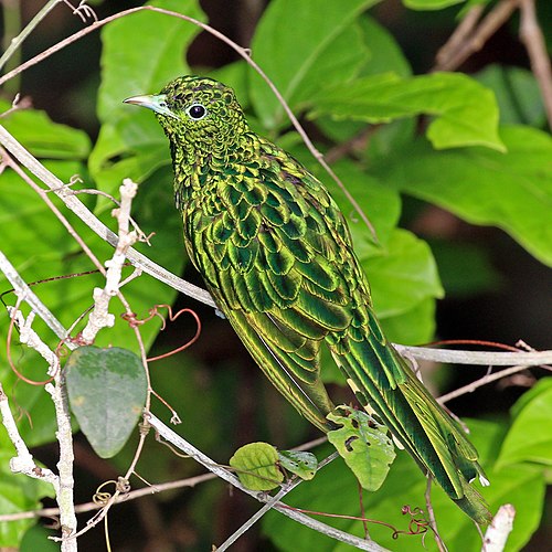 African emerald cuckoo (Chrysococcyx cupreus) male.jpg