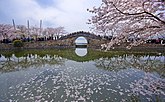 太湖の桜