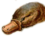 Platypus head.png