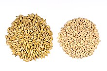 Seeds with and without the outer husk