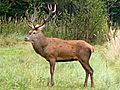 Cervo rosso (Cervus elaphus)