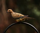 Mourning dove.jpg