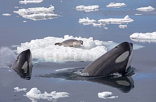 Scène de chasse coopérative au large de la terre de Graham : quatre orques nagent de façon synchronisée afin de générer d'énormes vagues pour déséquilibrer leur proie, un phoque crabier réfugié sur un fragment de glace ; après deux heures, le phoque a finalement réussi à s'enfuir en plongeant de façon perpendiculaire au front des baleines. (définition réelle 6 720 × 4 411)