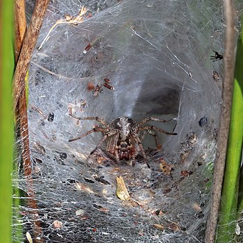 Agelena labyrinthica