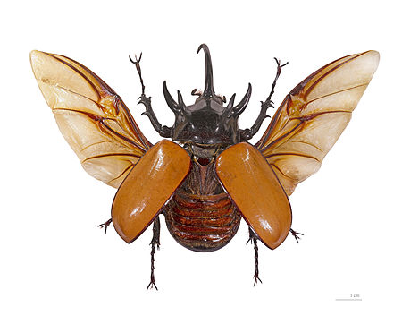 Eupatorus gracilicornis