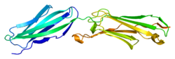 Protein ICAM2 PDB 1zxq.png