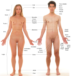 Anterior view of human female and male, with labels.svg