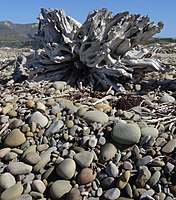 Rocks and driftwood