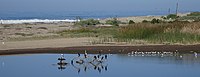 Birds in Ventura River estuary