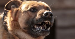 Dog Attack Injury Solicitor Ireland