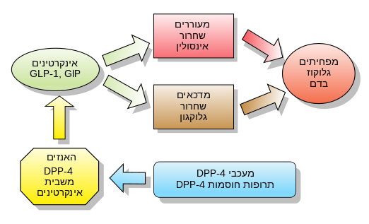 אינקרטינים וחוסמי DPP-4.svg