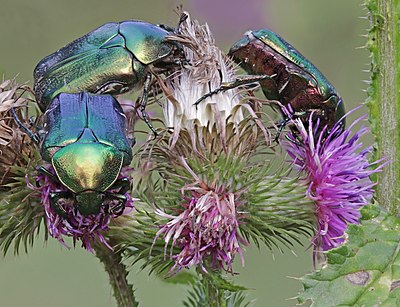 Buwahanga lo bunga (Cetonia aurata) to Bükk National Park, Hungary