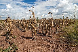 Agricultural changes. Droughts, rising temperatures, and extreme weather negatively impact agriculture. Shown: Texas, US (2013).[219]