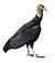 Black Vulture RWD2013A white background.jpg