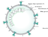 Coronavirus virion structure.svg