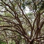 Southern Live Oak with spreading branches, courtesy National Park Service