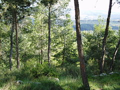 Furuskog i Eshtaol planta av Det jødiske nasjonalfundet