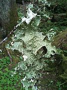 Lobaria oregana, commonly called 'Lettuce lichen', in the Hoh Rainforest, Washington State