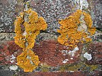 A crusty crustose lichen on a wall