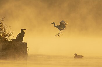 Phalacrocorax carbo, Egretta garzetta and Mareca strepera in Taudha Lake.jpg