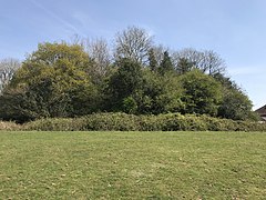 The overgrown Twmpath Castle or Motte (also known as Caer Cynwrig)