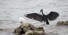 two herons, one with white plumage and one with slate grey, on a rock in the surf of the ocean