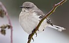 Shtat qushi (inglizcha: Northern Mockingbird)