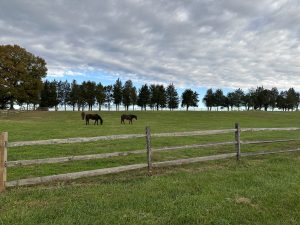 Horses in a field behind a wooden fence with a treeline in the background and a cloudy sky