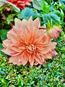 Orange dahlia flower.