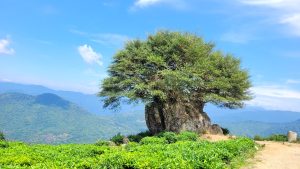 Shrubs growing out of a large rock in a tea plantation