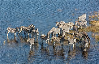Helikopterről készült légi felvétel egy csoport Burchell-zebráról (Equus quagga burchellii) (Okavango-delta, Botswana)