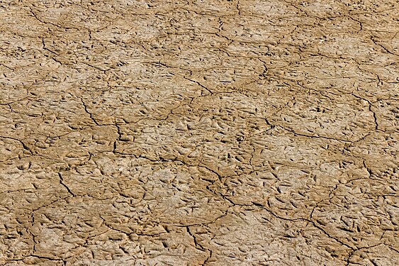 Countless footprints of water birds in a unique salt marsh area that changes constantly due to the ebb and flow of the tide