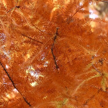 Taxodium distichum in the Jardin des Plantes, in Paris.