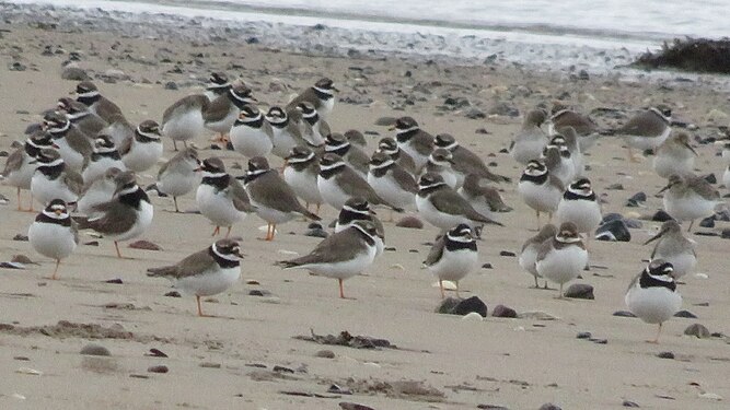 Plovers, Co. Kerry, Ireland.