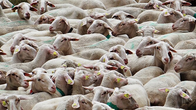 Flock of sheep in Vanoise National Park