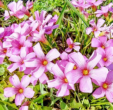 Flores de trevo na grama