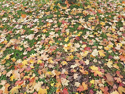 Autumn leaves in Lyon