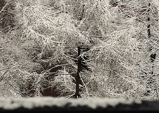 Trees in the snow