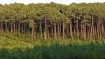 Forêt de La Teste-de-Buch avec Pinus pinaster.