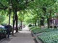 Tree lined 4th Street in Old Louisville