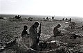 Image 60Israeli paratroopers dig in near the Mitla Pass, 31 October 1956 (from History of Israel)