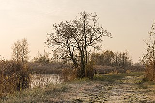 Tél 'It Wikelslânban. Gyalogösvény mocsarak és lápok között (De Oude Venen nemzeti park, Frízföld)