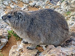 Procavia capensis, un Hyracoidea