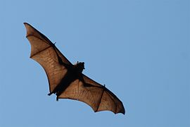 Pteropus alecto, un Chiroptera