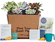 Costa Farms Live Indoor Plants Monthly Subscription Box - Easy Care Clean Air Houseplants, Succulents, Cacti M